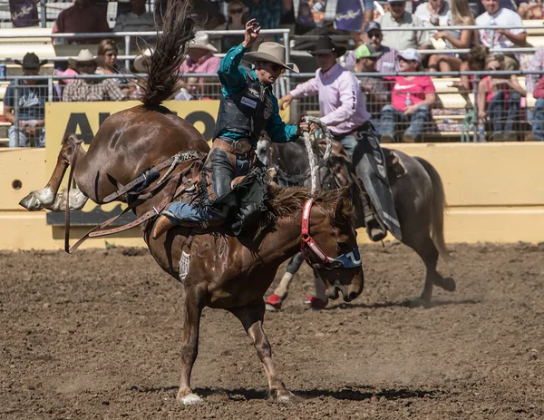 Un jinete del Bronc se mantiene firme — Foto de Stock