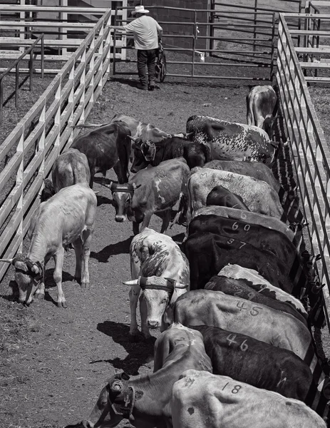Bulls rodeio Espere — Fotografia de Stock