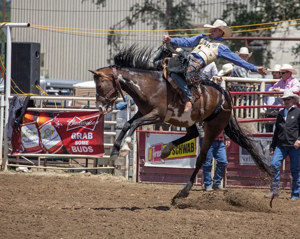 Bronco paardrijden Cowboy — Stockfoto