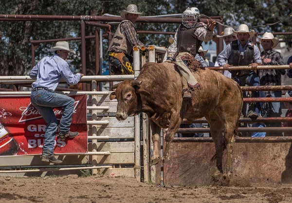 Bull Riding Cowboy på Rodeo — Stockfoto