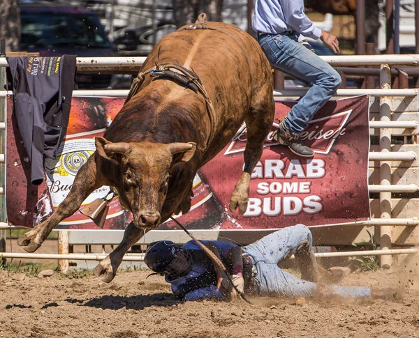 Bull Riding Cowboy Goes Down — Stock Photo, Image