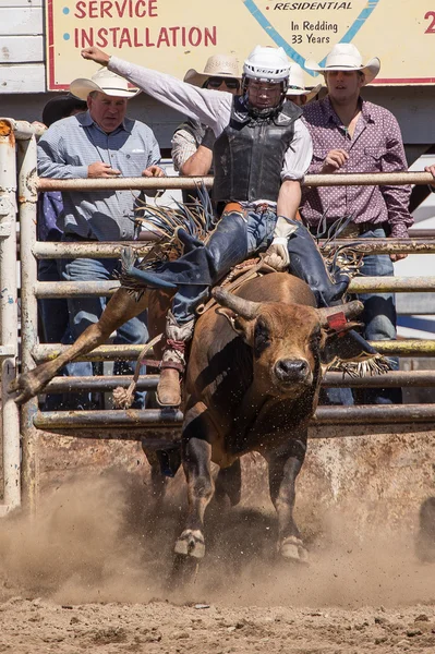 Stier bij de Rodeo Cowboy rijden — Stockfoto