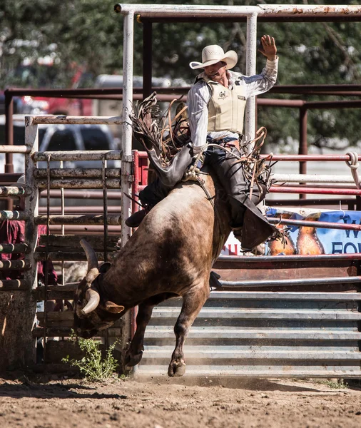 Kovboy Rodeo sürme boğa
