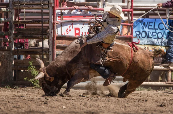 Toro montando vaquero va hacia abajo —  Fotos de Stock