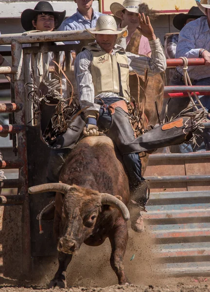 Stier bij de Rodeo Cowboy rijden — Stockfoto