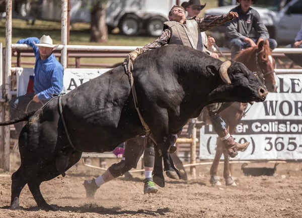Bull Riding Cowboy descend — Photo