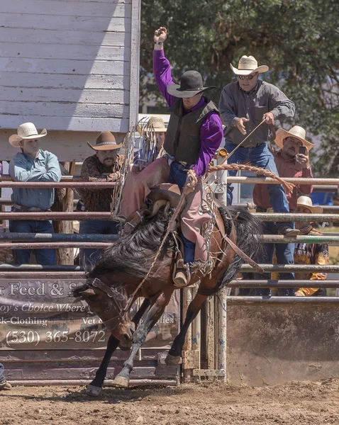 Cottonwood Rodeo Cowboy au plus haut — Photo
