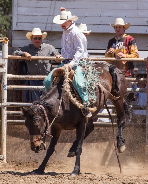 Bucking Bronco Cowboy — Fotografia de Stock