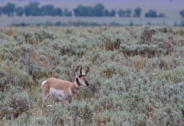 Wyoming Pronghorn antilop
