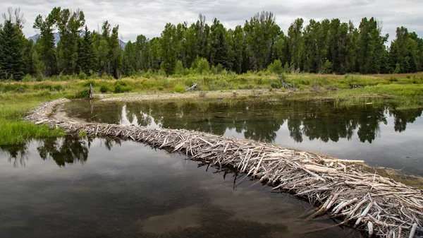 Presa de Wyoming Beaver —  Fotos de Stock