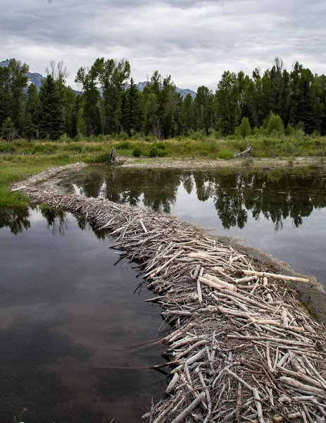 Wyoming Beaver Dam — Stock Photo, Image