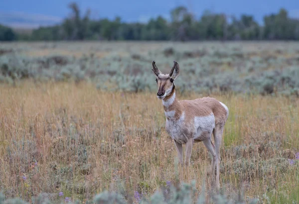 Wyoming Pronghorn Antelope — Stock Photo, Image