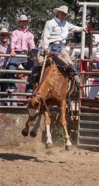 Champion Rider Today