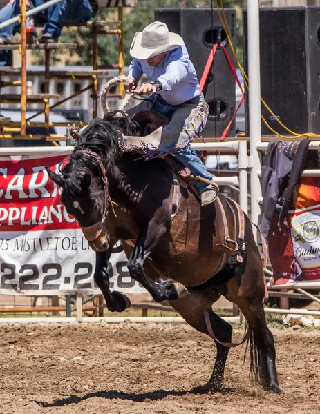 Champion Rider Today — Stock Photo, Image