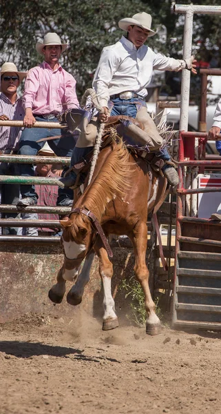 Campeão cavaleiro hoje — Fotografia de Stock