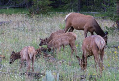 Yellowstone Elk otlatma