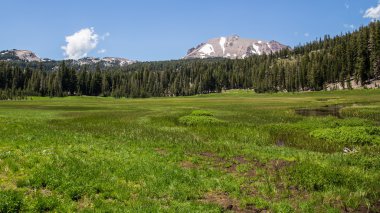 Mount Lassen çayır