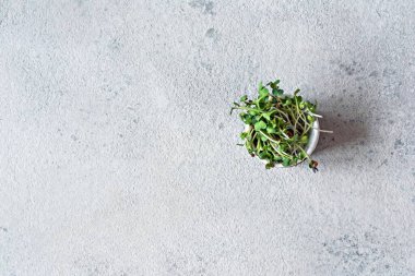 Gri arka planda bir kasede taze turp mikroyeşili. Sağlıklı yaşam tarzı konsepti, vegan yemekleri. Yeşilleniyorlar. Metin için yer, kopyalama alanı.