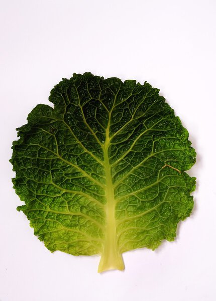 savoy cabbage leaves