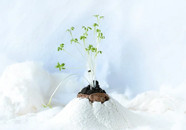 Frühlingskomposition auf schneebedecktem Hintergrund — Stockfoto