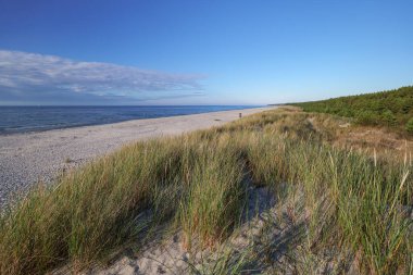 Baltık Denizi 'nde güzel, geniş, kumlu bir sahil. Kumullar kum tepelerini kaplıyor. Gökyüzü açık. Çam ormanı. Uzayı kopyala Slajszewo, Polonya