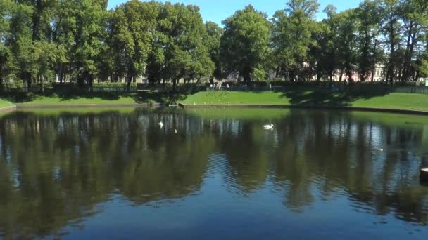 Zomer vijver en zwevende zwanen in het. — Stockvideo