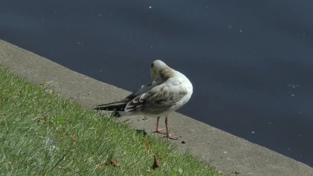 Piume per la pulizia del gabbiano, sul lungomare . Clip Video