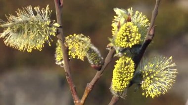 Çiçek açan willow bahar yakın çekim.