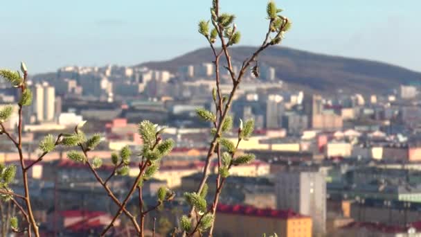 Цветущая кустарниковая ива на фоне весеннего города . — стоковое видео