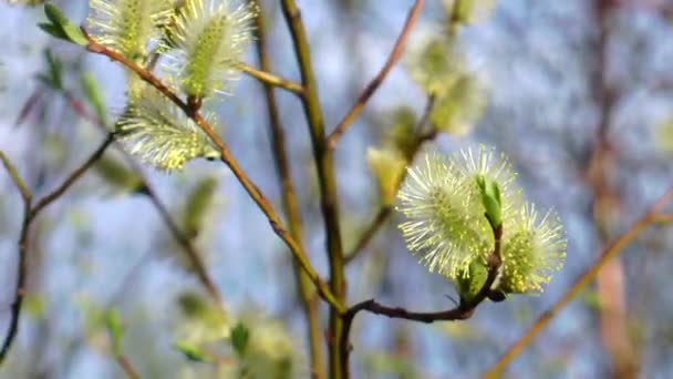 Sauce floreciente en la primavera de cerca sobre un fondo de otros árboles . — Vídeos de Stock