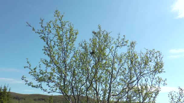 白桦树与巫婆的扫帚在苔原. — 图库视频影像
