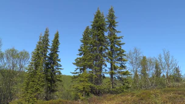 Spruce in the tundra. — Stock Video