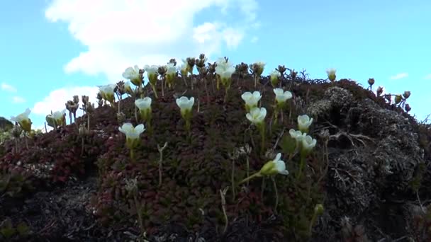 툰드라에 식물 — 비디오