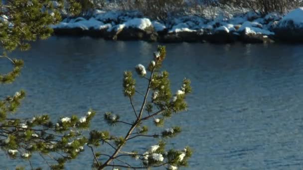 Pine grenar på bakgrund av blå vattenytan på sjön. — Stockvideo