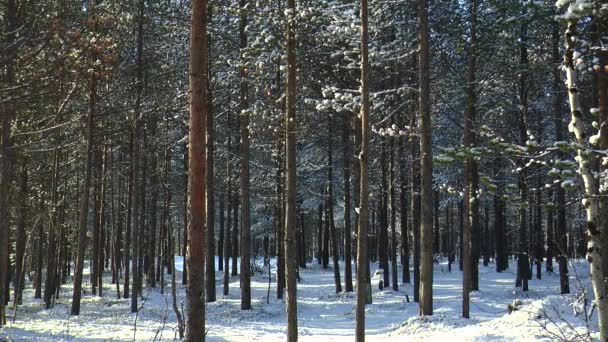 Δάσος με πεύκα και έλατα και τα πρώτα χιόνια στο ηλιόλουστο καιρό προς το τέλος του φθινοπώρου. — Αρχείο Βίντεο