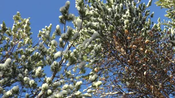 Sneeuw bedekte pijnboomtakken op blauwe hemelachtergrond. — Stockvideo