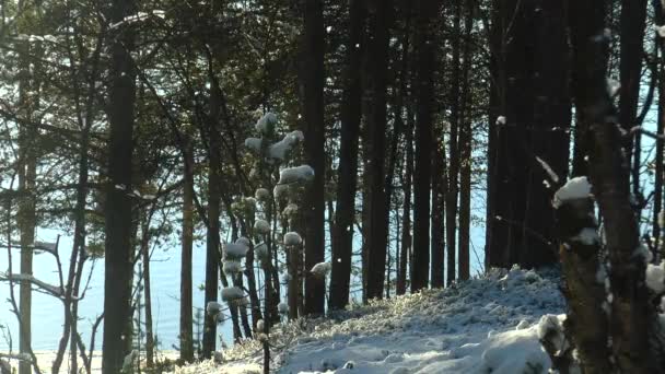 Naaldhout bos, pine boomstammen en takken, toendra, overdekte sneeuw, duidelijk zonnige dag. — Stockvideo