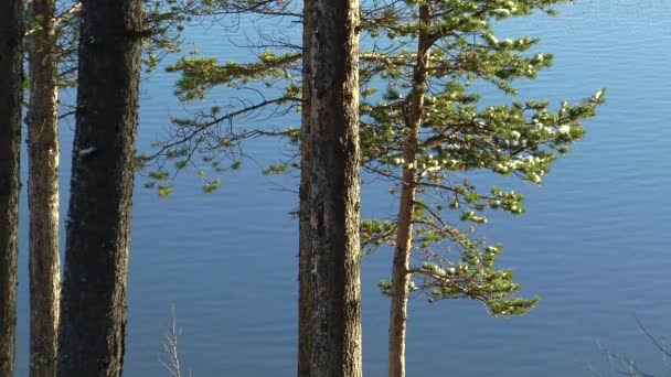 De stammen en takken van dennenbomen tegen het heldere blauwe water van het meer. — Stockvideo