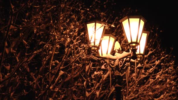 Un lampadaire jaune vif illumine les branches d'arbres enneigées . — Video