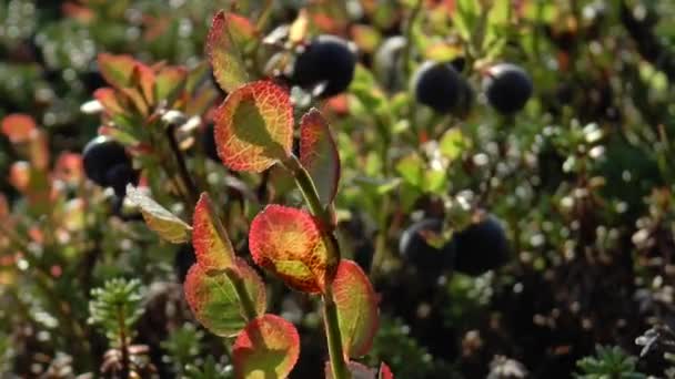 Blätter und Beeren einer Heidelbeere. — Stockvideo