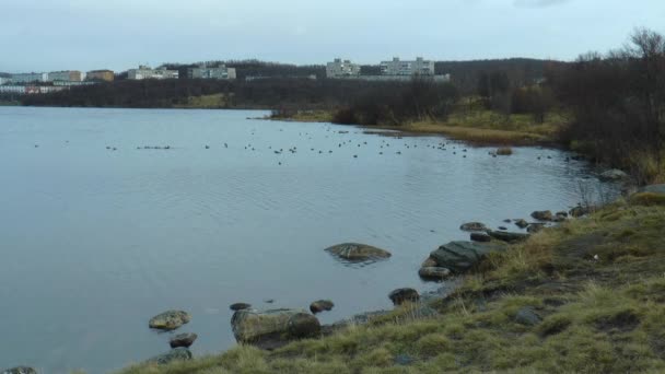 Herbstsee in der Stadt mit schwimmenden Enten. — Stockvideo