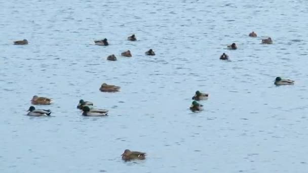 Вечернее озеро с утками, плавающими на нем . — стоковое видео