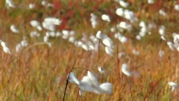 Белые пушистые северные растения, раскачивающиеся при сильном ветре . — стоковое видео