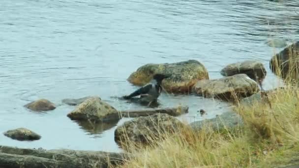 Un cuervo bañado y lavado en el lago de la tarde . — Vídeos de Stock