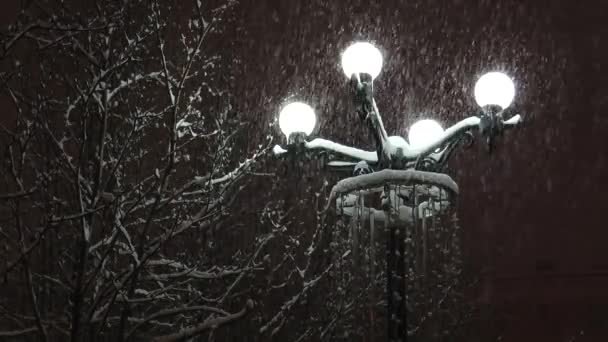 Уличный свет, освещающий заснеженные деревья и падающий снег в темный вечер . — стоковое видео