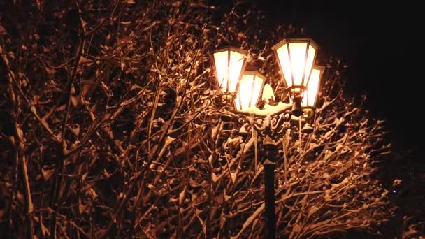 Le lampadaire jaune illumine les branches d'arbres enneigées . — Video