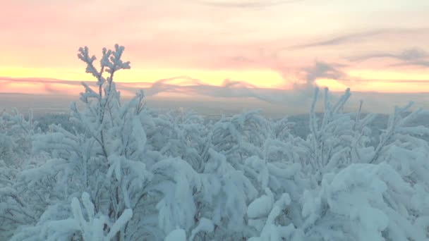 The snow-covered wood with quickly floating clouds. — Stock Video