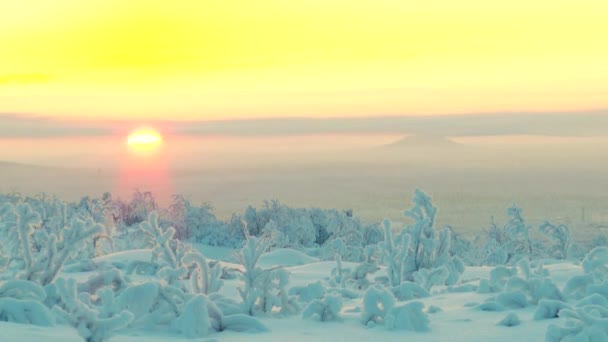 Snöiga skogen med låg växtlighet i bakgrunden i den uppgående solen. — Stockvideo