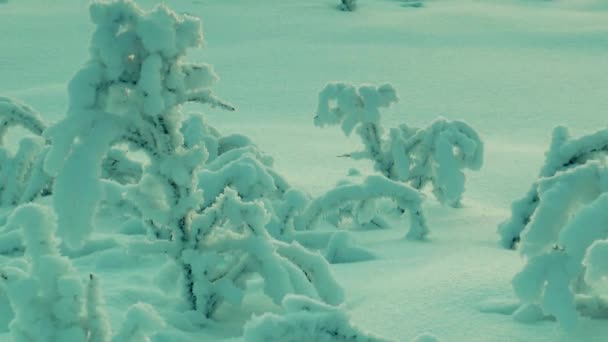 年轻的小乔木，盖满了霜，在雪场. — 图库视频影像