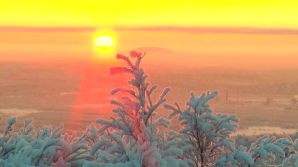 Mit Frost bedeckte Äste wiegen die Bäume im Hintergrund der aufgehenden Sonne. — Stockvideo